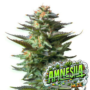 
                  
                    Baba Seeds I Amnesia
                  
                