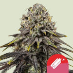 Royal Queen Seeds I Tyson Dynamite Diesel