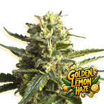 Baba Seeds I Golden Lemon Haze