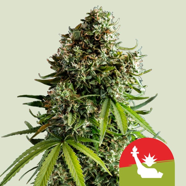 Royal Queen Seeds I Tyson Auto New York Sour Diesel