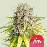 Royal Queen Seeds I Tyson Punch Pie