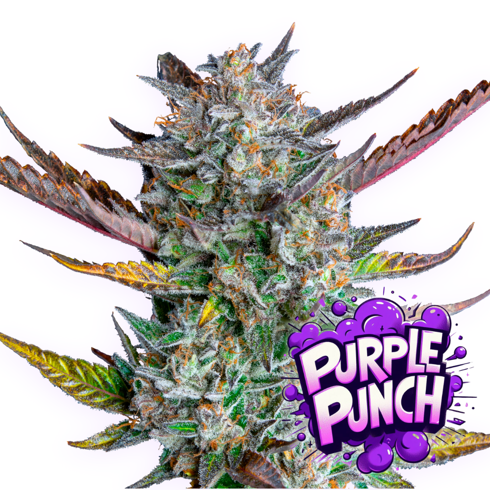 Baba Seeds I Purple Punch