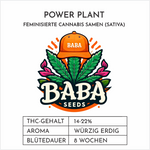 Baba Seeds I Power Plant